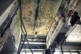 Best Environmental Consulting for Mold Prevention  in USA